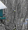 Vogel3 (1) bearbeitet_045950.JPG