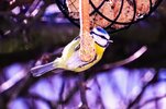Blaumeise_090254~2.JPG