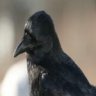 Corvus