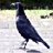Ravenhorst